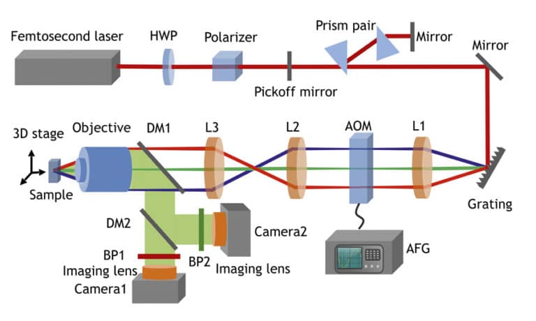 Novel 3D microscope provides unprecedented moving images of biological ...