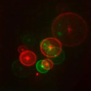Novel 3D microscope provides unprecedented moving images of ...