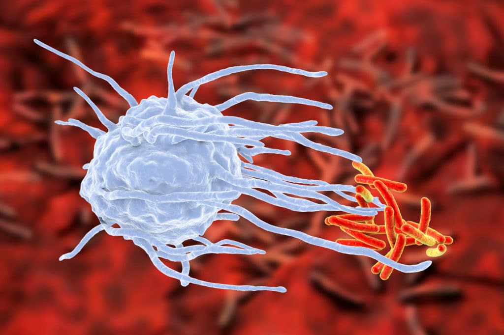 Prof Schulz’s work focuses on the role of macrophages in tissue homoeostasis and inflammation, specifically processes associated with cardiovascular disease.