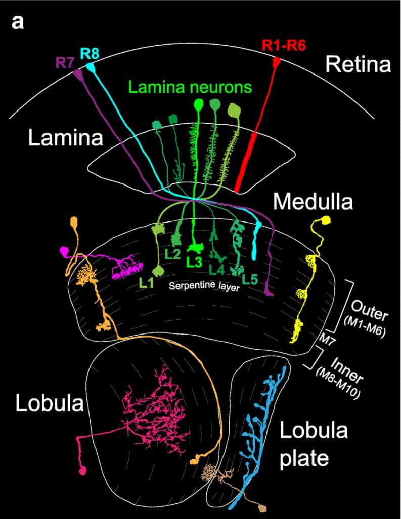Drosophila Fezf found to be essential in neural circuit formation