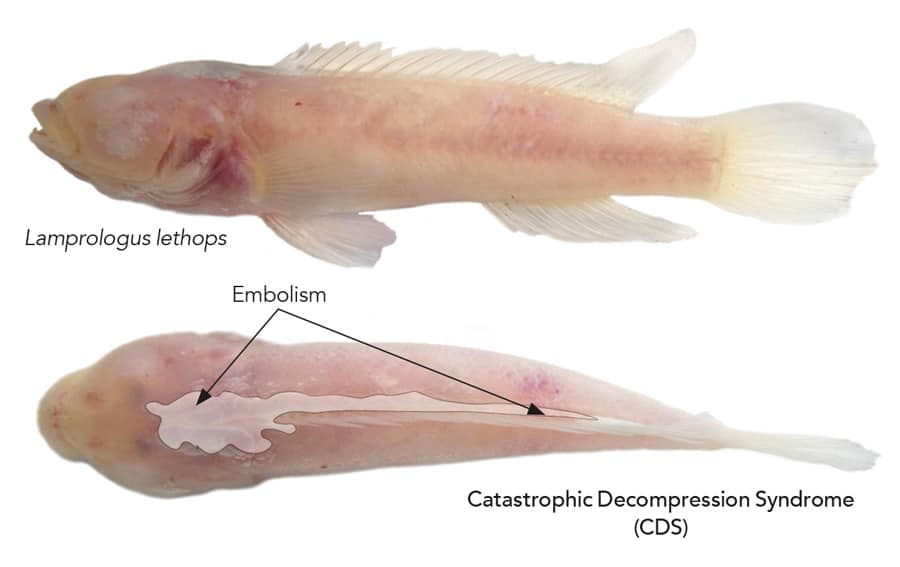 Fishes in the lower Congo River. An extreme case of species divergence and  convergent evolution - Research Outreach