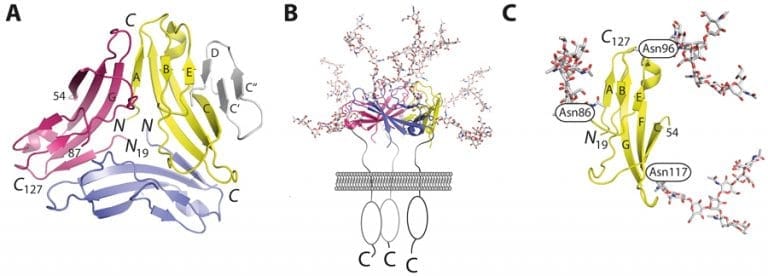 The role of CD83: Autoimmunity, transplantation and beyond - Research ...