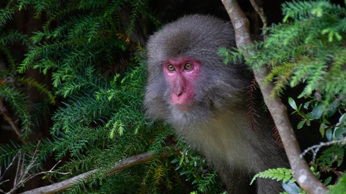 Brains over brawn: Mating strategies in Japanese macaques - Research  Outreach