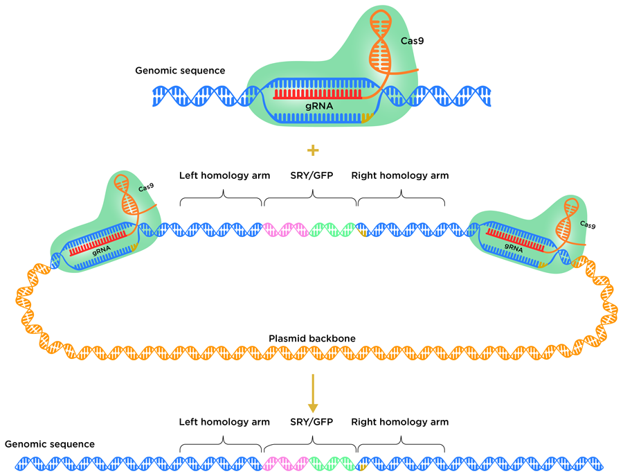 How to make a CRISPR cow - Research Outreach