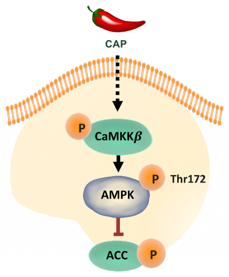 AMP-activated kinase as a therapeutic target in prostate cancer ...