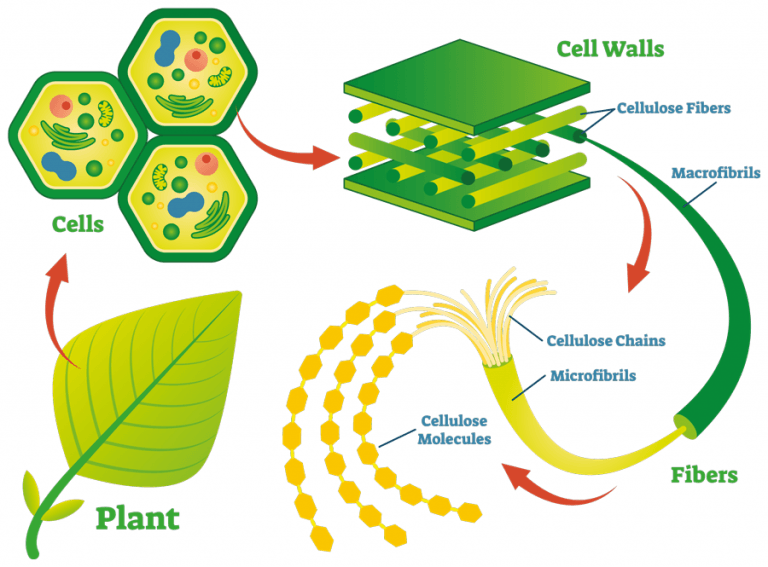 Cellulose Nanodefects The Key To Biofuels And Biomaterials Of The Cellulose Nanodefects The Key To Biofuels And Biomaterials Of The