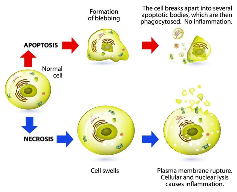 Uncovering critical cell death mechanisms for novel cardioprotective ...