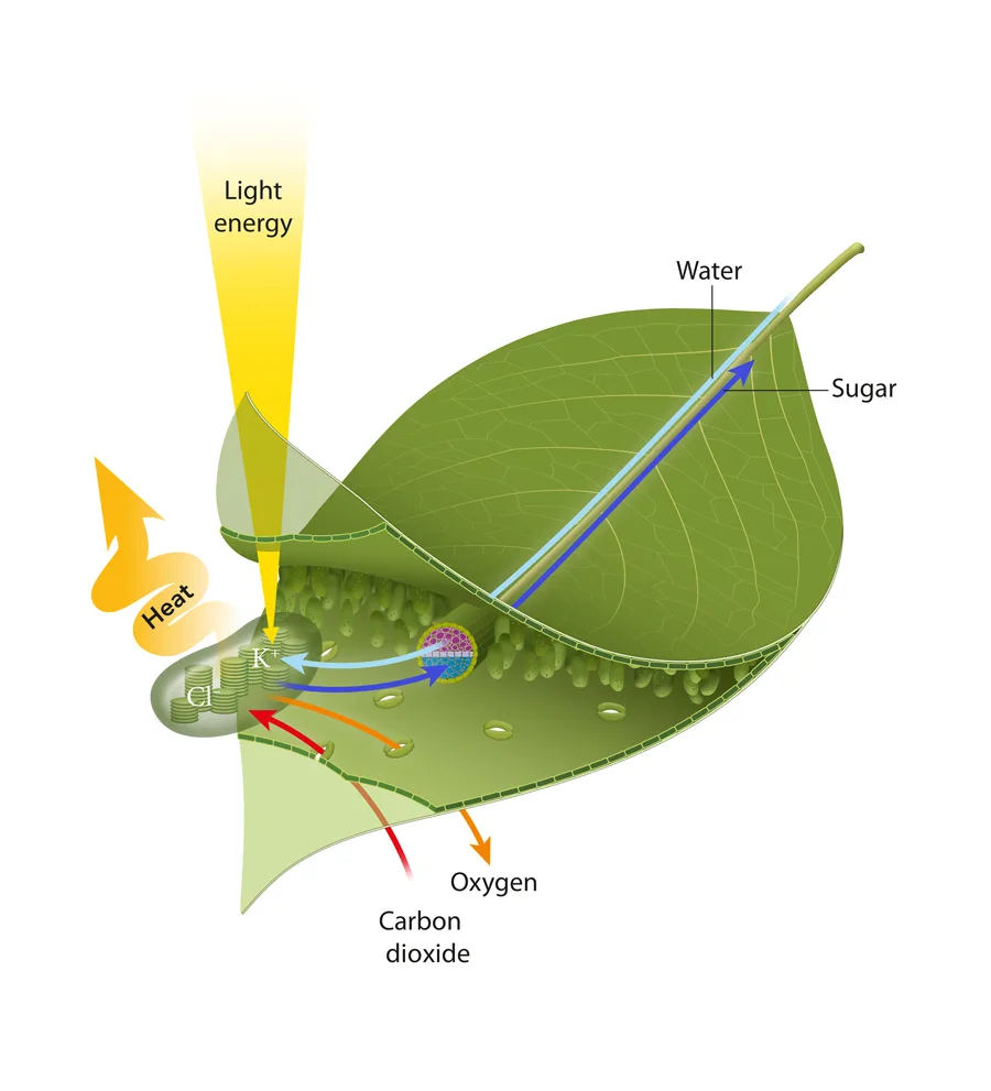 A model of photosynthesis regulation by ion fluxes in conditions
