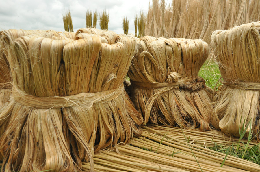 Jute fabric: what it is, characteristics, uses and more