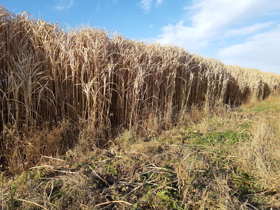 The ultimate veg patch: Can phytotechnology save cultivated peatlands ...