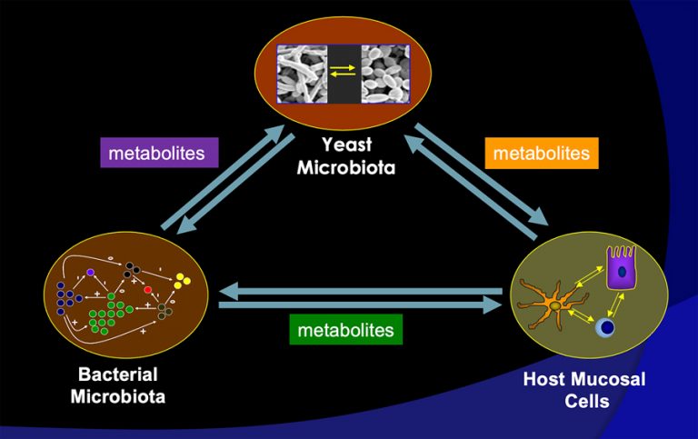 The role of gut microflora in mucosal immunity - Research Outreach