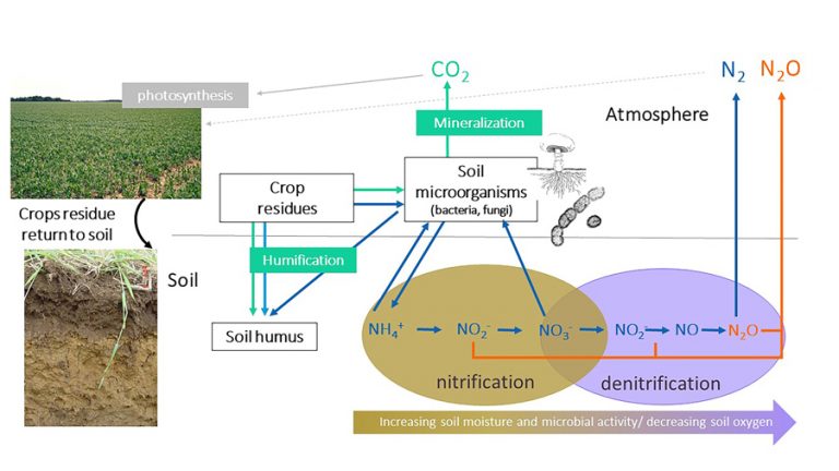 A delicate balance: Should we return green crop residues to the soil?