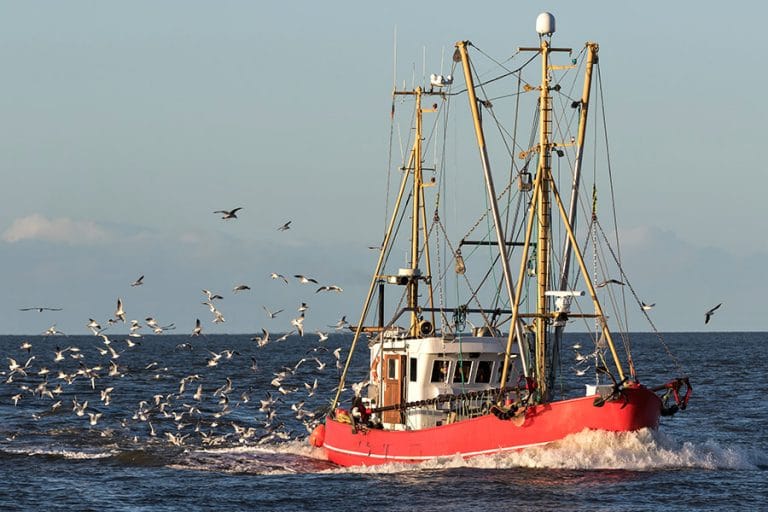 (Un)sustainability in the Swiss fish market - Research Outreach