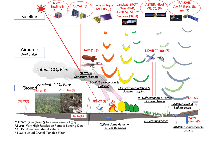 Integrative plant responses: How seagrasses adjust to light - Research  Outreach