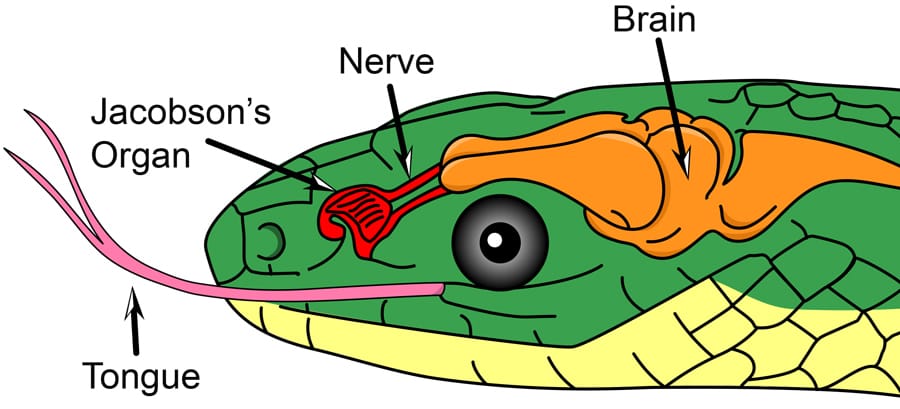 The Human Vomeronasal Organ To Preserve Or Not The Human Vomeronasal Organ To Preserve Or Not