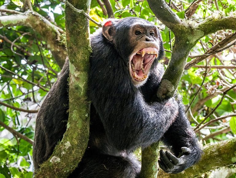 Developing our nature: When and how human aggression and other ...