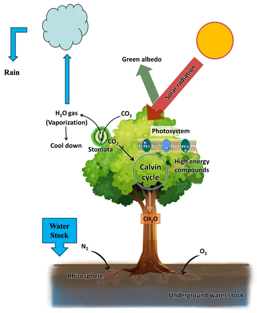Peatlogy in tropical peatland: A new transdisciplinary science